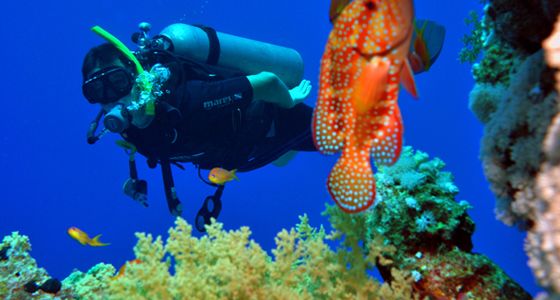 Diving Sharm el Sheikh